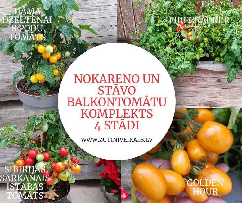 Balkona tomāti stāvie un nokarenie 4gb AR IEKĻAUTU PIEGĀDI